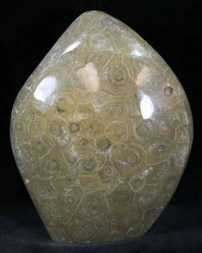 Polished Fossil Coral - Morocco #25727